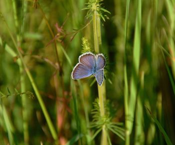 Close-up of butterfly on plant