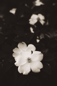 Close-up of white flowering plant in park