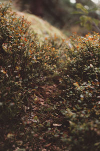 Close-up of moss on branch