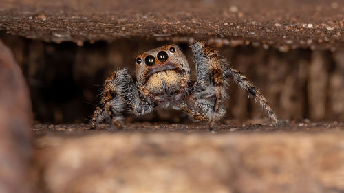 Close-up of spider on wood