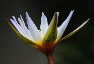 Close-up of flower against black background