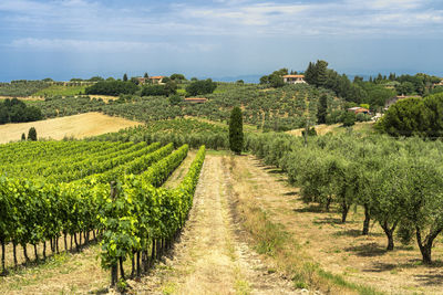 Scenic view of vineyard against sky