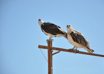 Low angle view of birds perching on wooden post against clear sky