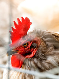 Close-up of rooster