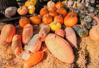 Pumpkins and squash for sale 