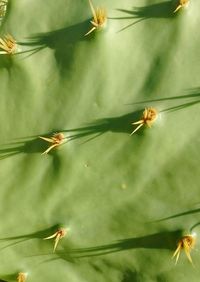 Close-up of insect on flower