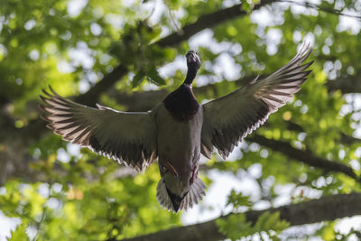 Low angle view of bird flying against trees