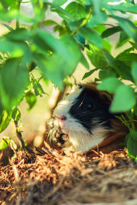 Close-up of guinea pig on field