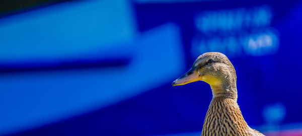 Close-up side view of a bird
