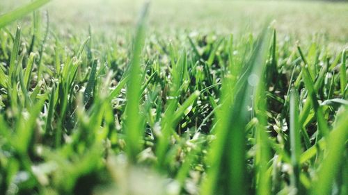 Close-up of fresh green grass in field