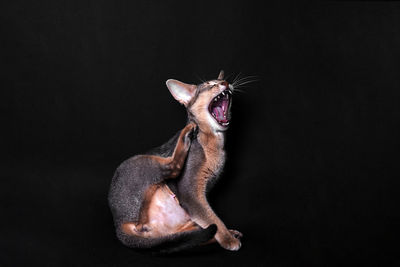 Close-up of an animal head over black background