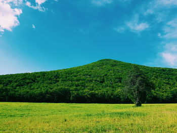 Scenic view of field against sky