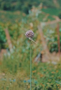 Close-up of wilted plant on field