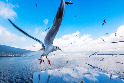 Seagulls flying over sea against sky