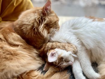 Close-up of cat sleeping