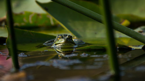 Close-up of turtle in water