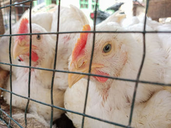 Close-up of owl in cage