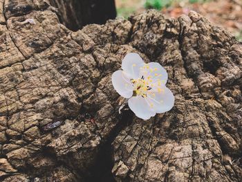 Close-up of cherry blossom