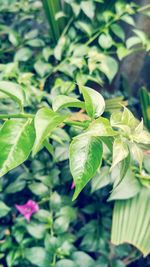 Close-up of fresh green plant