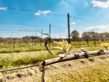 Close-up of barbed wire on field against sky