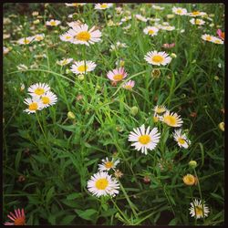 Close-up of white daisy flowers blooming in park