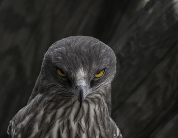 Portrait of alert hawk