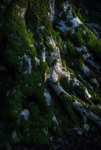 Moss growing on tree in forest