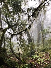 Trees in forest against sky