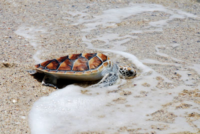 High angle view of crab on beach