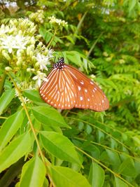 Close-up of butterfly on plant