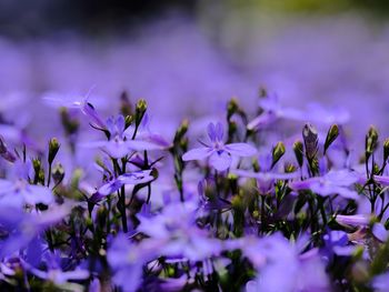 Close-up of purple flowering plants