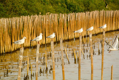 Mangrove forest view in thailand with seagulls stand on bamboo.