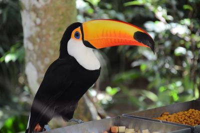 Close-up of hornbill perching on feeder