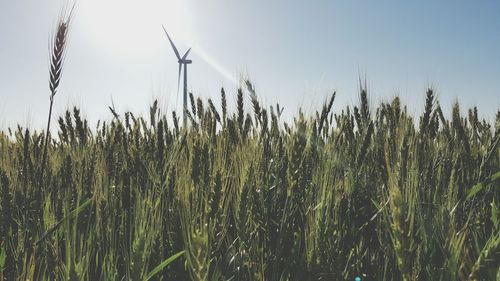 Low angle view of wind turbine in wheat field against sky