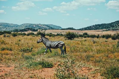 View of a zebra on field