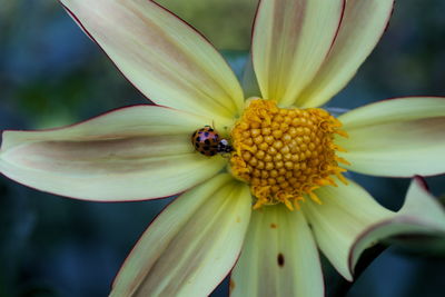 Ladybug on a dahlia flower, parc floral de paris