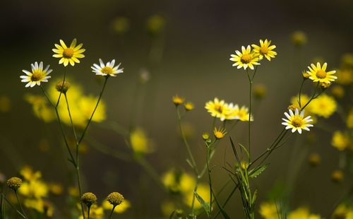 Close-up of yellow cosmos flowers blooming on field