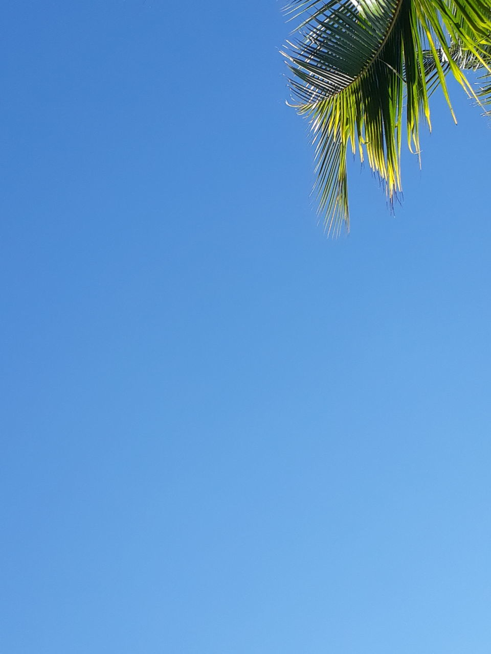 blue, copy space, palm tree, sky, plant, clear sky, nature, tree, tropical climate, leaf, no people, palm leaf, low angle view, beauty in nature, branch, growth, plant part, day, outdoors, grass, sunny, green, sunlight, tranquility, blue background, colored background, backgrounds
