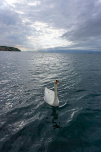 Swan swimming in sea against sky