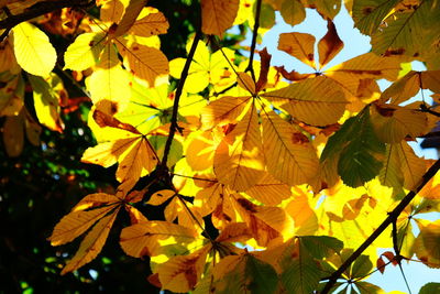 Close-up of yellow maple leaves