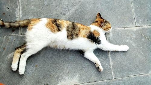 Cat sleeping on pavement