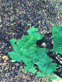 High angle view of leaves on field