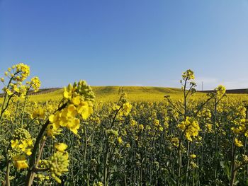 Scenic view of oilseed rape field against clear sky