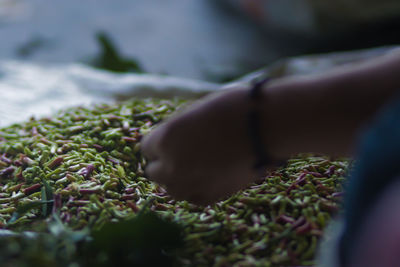 Close-up of person hand on green clove