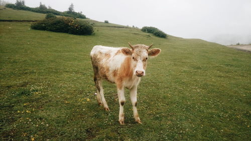 Cow standing on field against sky