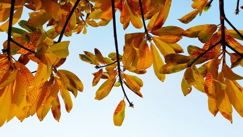 Low angle view of autumnal leaves against sky