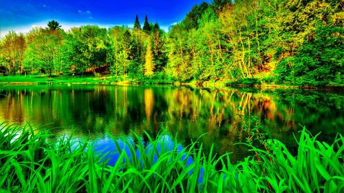 Scenic view of lake in forest against sky