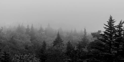 High angle view of pine trees in forest