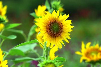 Close-up of sunflower on field
