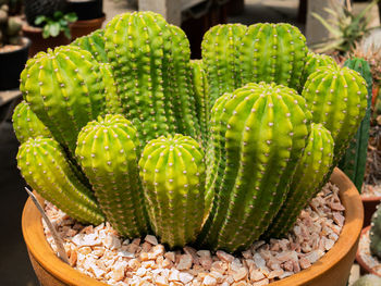 Photos of beautiful cactus in florist.